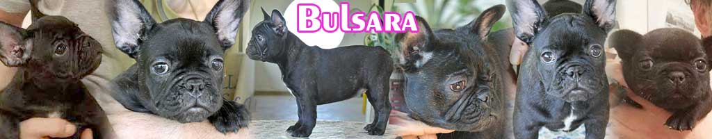 Bulsara