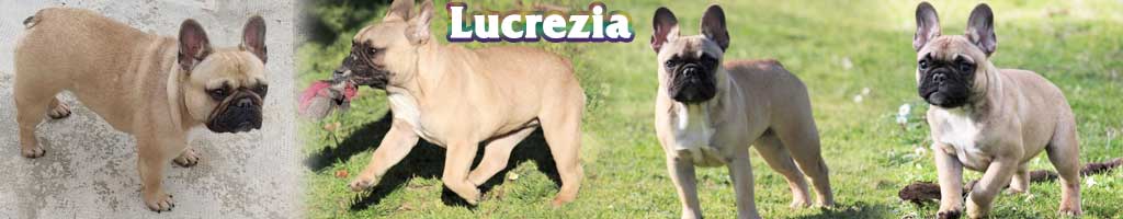 Dachs&amp;Rose Lucrezia Battistutta 